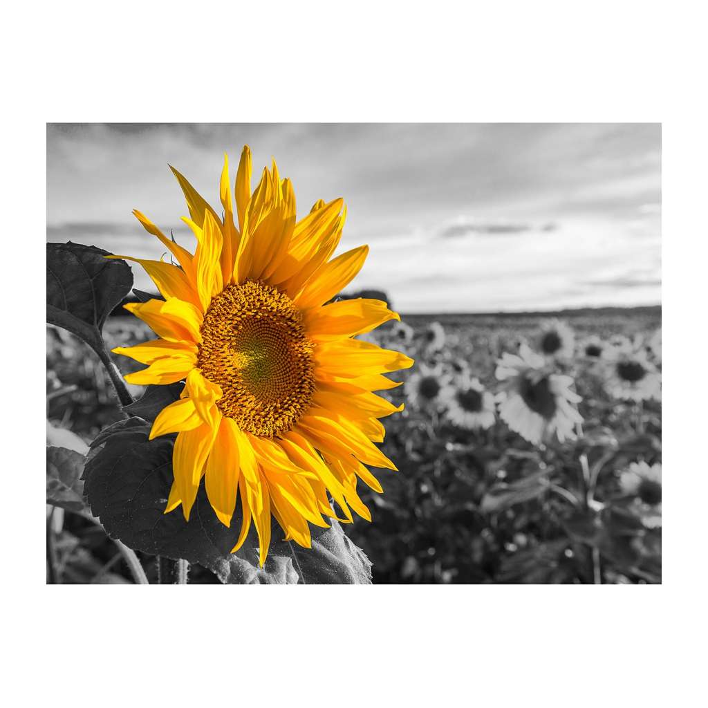 home24 Leinwandbild Malik Sun