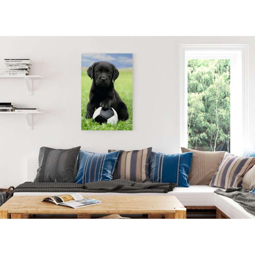 home24 Bild Labrador Welpe