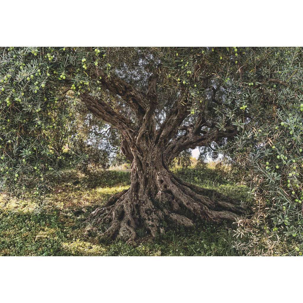 XXXL FOTOTAPETE, Grau