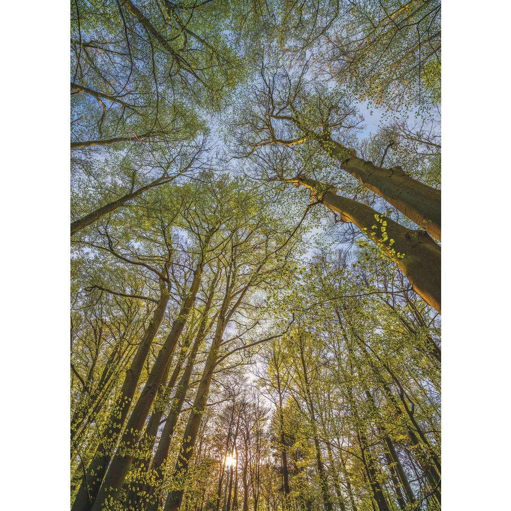 XXXL FOTOTAPETE, Grün, Blau