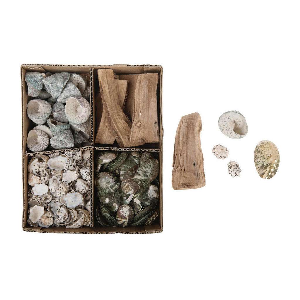 XXXL Deko Muschel Set, Mehrfarbig