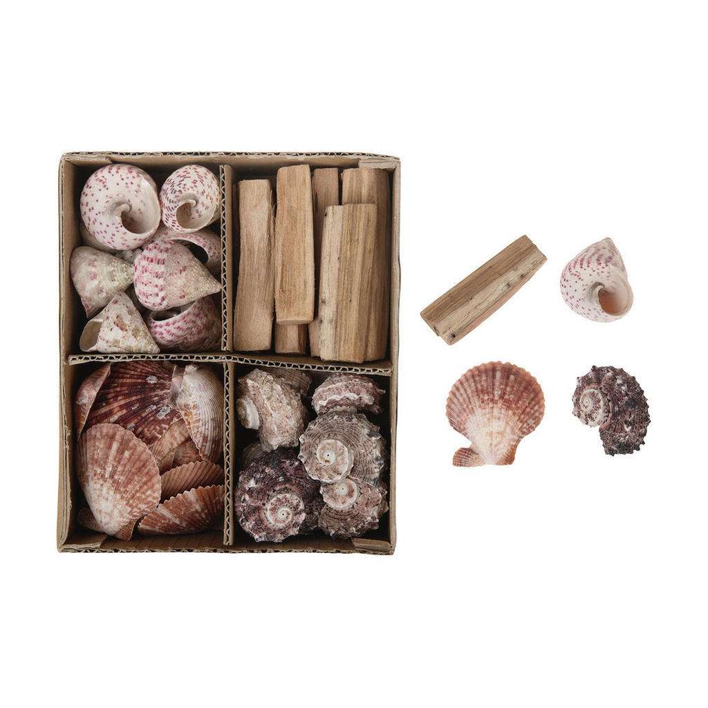 XXXL Deko Muschel Set, Mehrfarbig