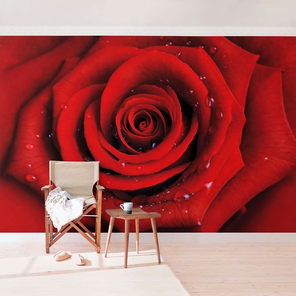 home24 Vliestapete Rote Rose mit Wassertropfen