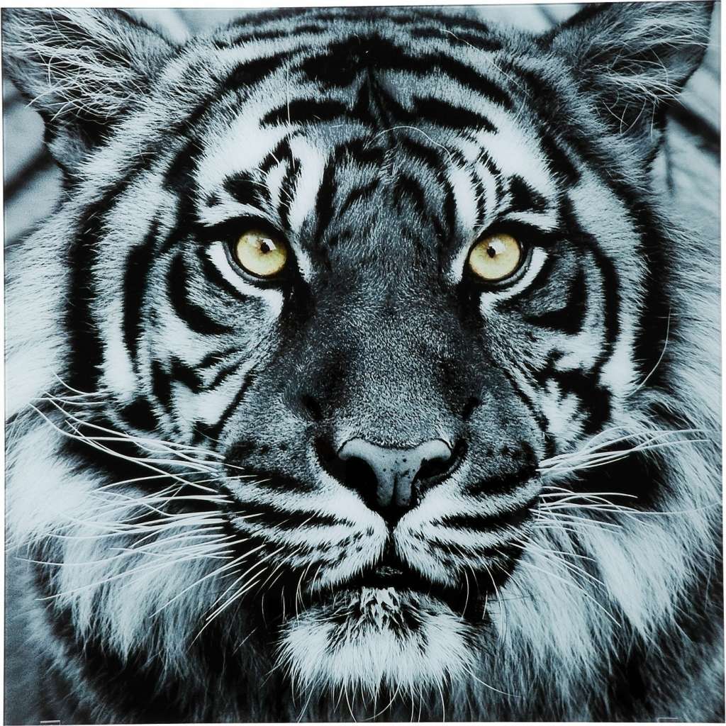 Bild Glas Face Tiger 80x80cm