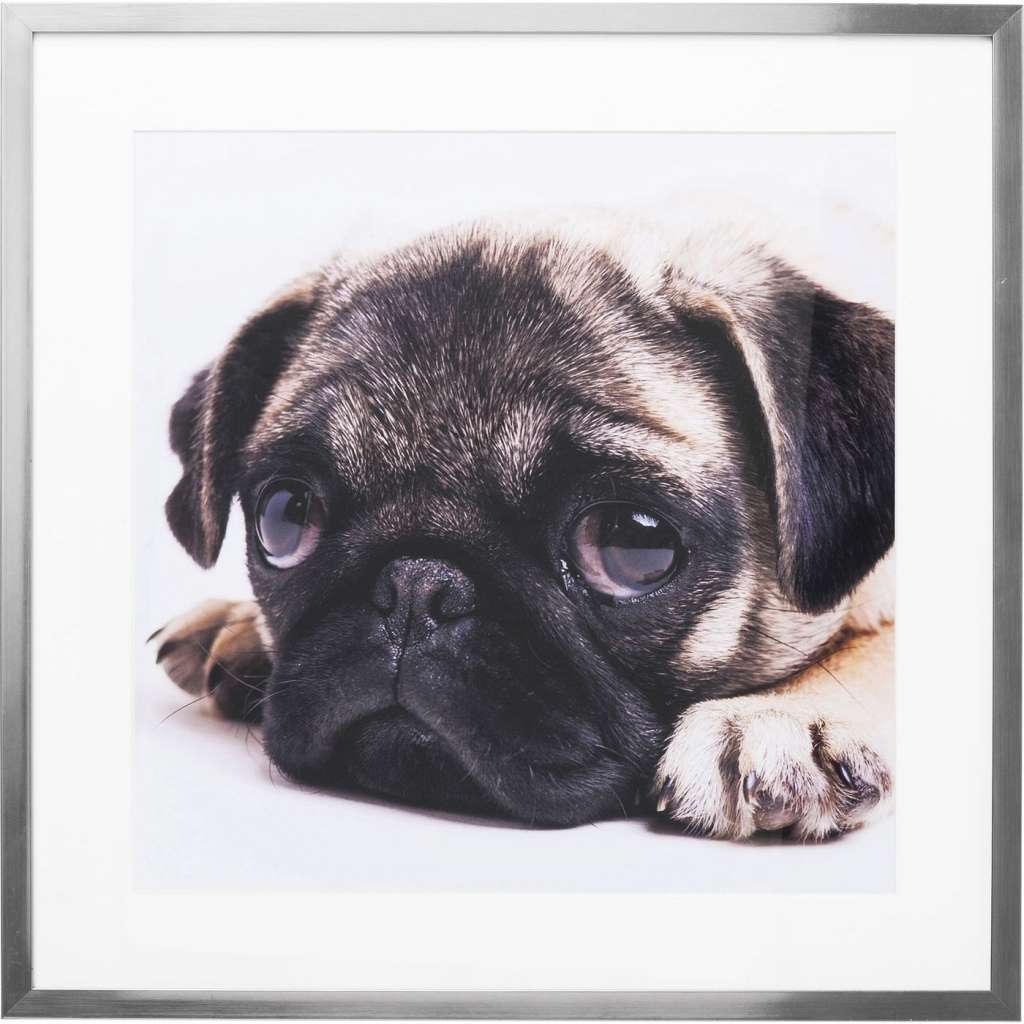 Bild Frame Mops 65x65cm