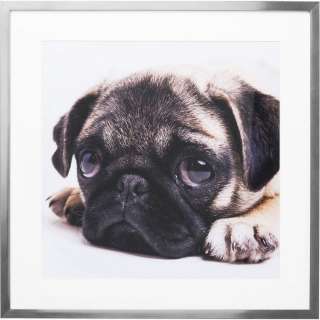 Bild Frame Mops 65x65cm