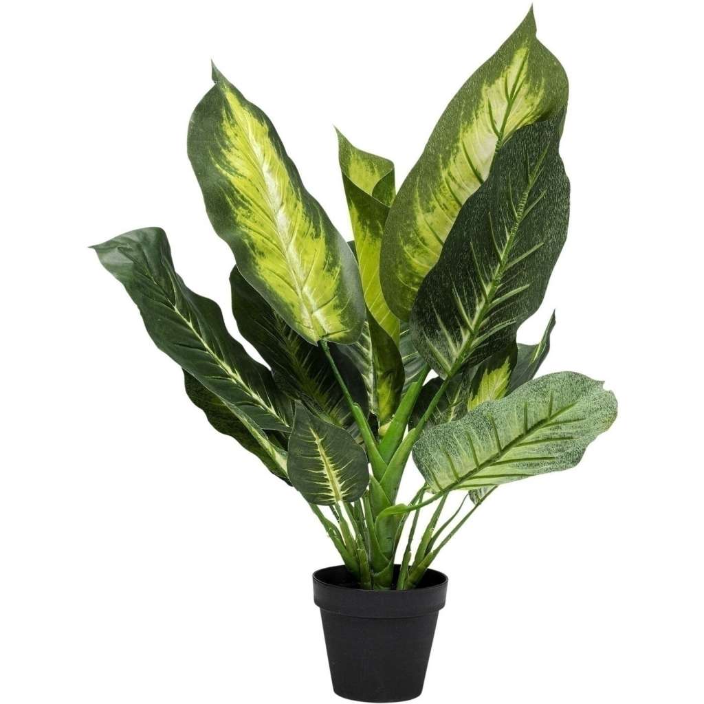 Deko Pflanze Dieffenbachia 50cm