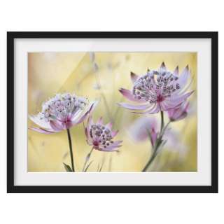 home24 Bild Astrantia Major I