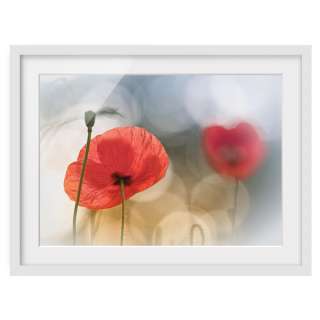 home24 Bild Mohnblumen am Morgen II