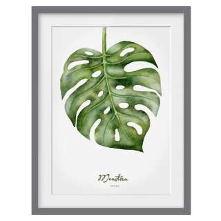 home24 Bild Aquarell Botanik Monstera III