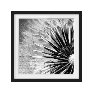 home24 Bild Pusteblume Schwarz und Weiss I