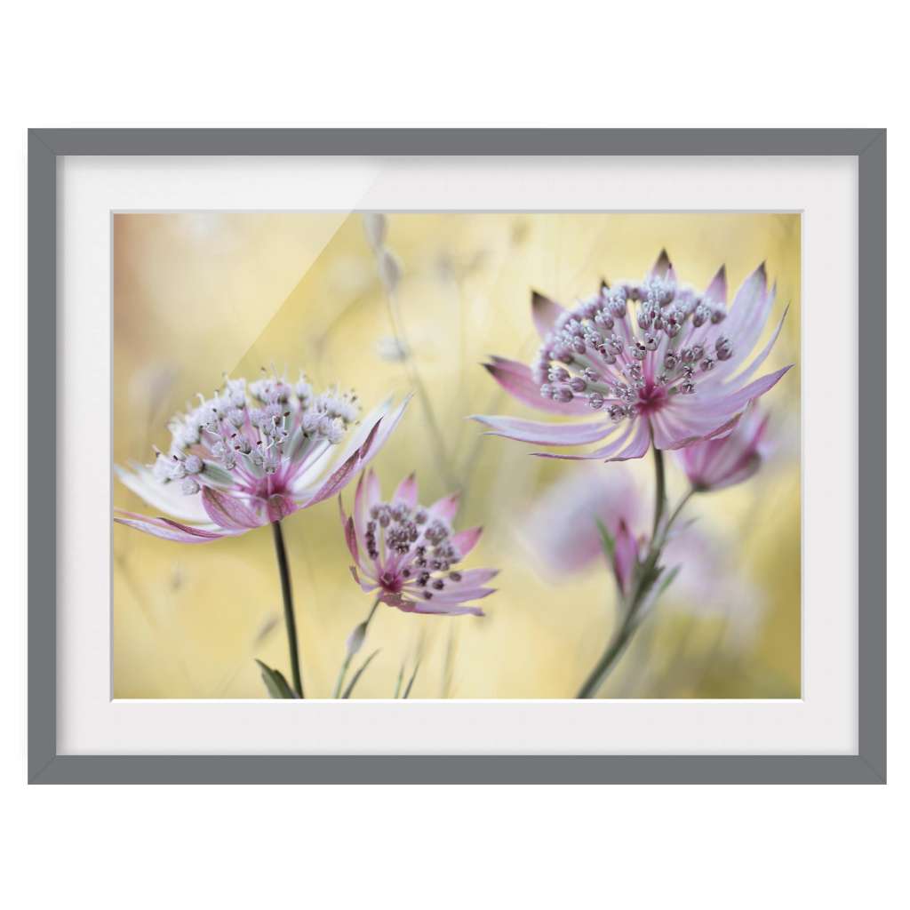 home24 Bild Astrantia Major III