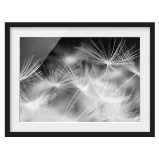 home24 Bild Pusteblume I