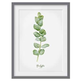 home24 Bild Aquarell Botanik Eukalyptus III