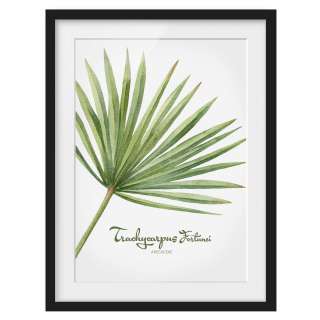 home24 Bild Aquarell Botanik Trachycarpus I