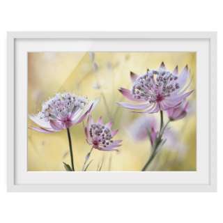home24 Bild Astrantia Major II