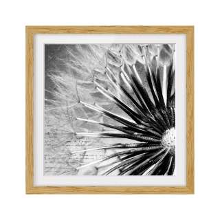 home24 Bild Pusteblume Schwarz und Weiss IV