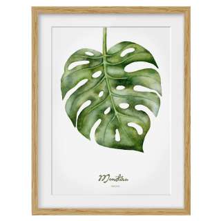 home24 Bild Aquarell Botanik Monstera IV
