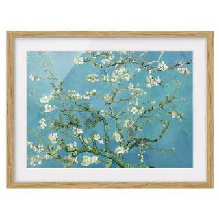 home24 Bild Mandelbluete VIII