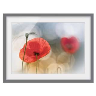 home24 Bild Mohnblumen am Morgen III