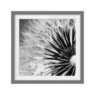 home24 Bild Pusteblume Schwarz und Weiss III