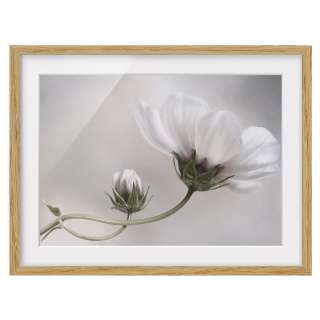 home24 Bild Simply Cosmos IV