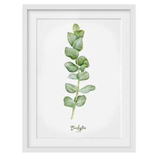 home24 Bild Aquarell Botanik Eukalyptus II