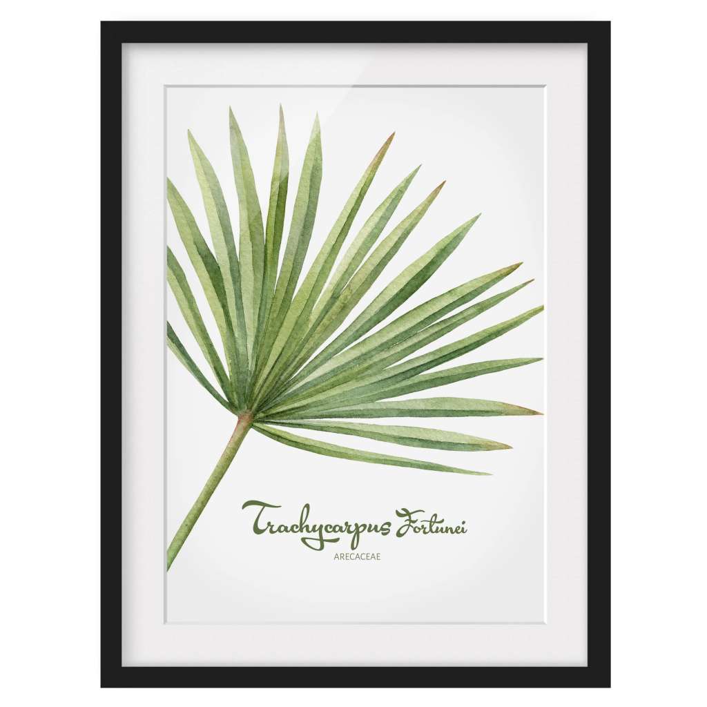home24 Bild Aquarell Botanik Trachycarpus I
