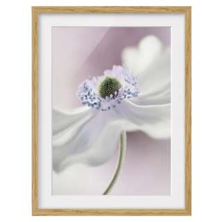 home24 Bild Anemonenbrise IV
