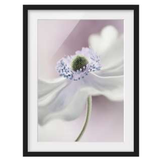 home24 Bild Anemonenbrise I