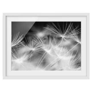 home24 Bild Pusteblume II