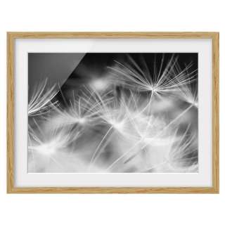 home24 Bild Pusteblume IV