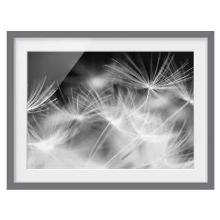 home24 Bild Pusteblume III