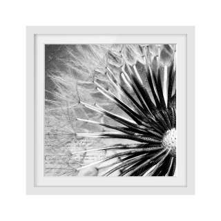home24 Bild Pusteblume Schwarz und Weiss II