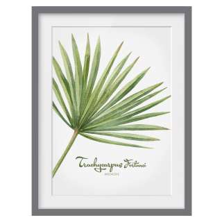home24 Bild Aquarell Botanik Trachycarpus III