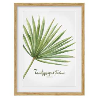 home24 Bild Aquarell Botanik Trachycarpus IV