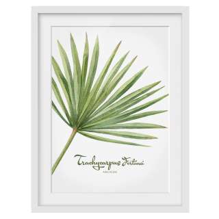 home24 Bild Aquarell Botanik Trachycarpus II
