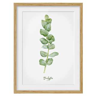 home24 Bild Aquarell Botanik Eukalyptus IV