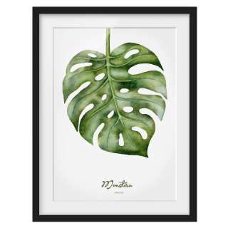 home24 Bild Aquarell Botanik Monstera I
