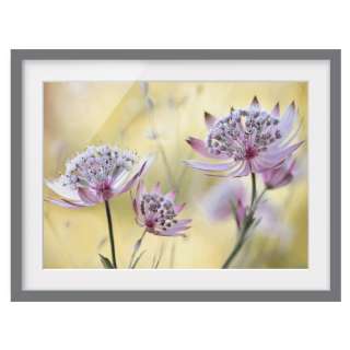 home24 Bild Astrantia Major III