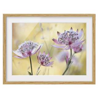 home24 Bild Astrantia Major IV