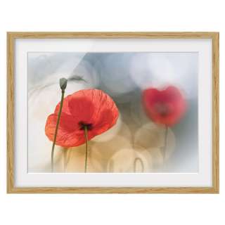 home24 Bild Mohnblumen am Morgen IV