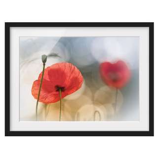 home24 Bild Mohnblumen am Morgen I