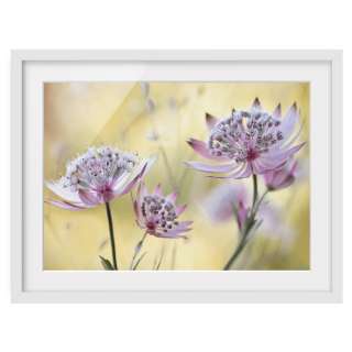 home24 Bild Astrantia Major II
