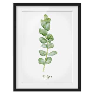 home24 Bild Aquarell Botanik Eukalyptus I