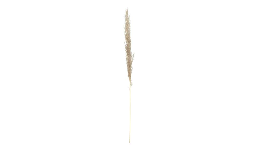 Pampasgraswedel ¦ beige ¦ Naturprodukte Dekoration > Kunstblumen - Höffner