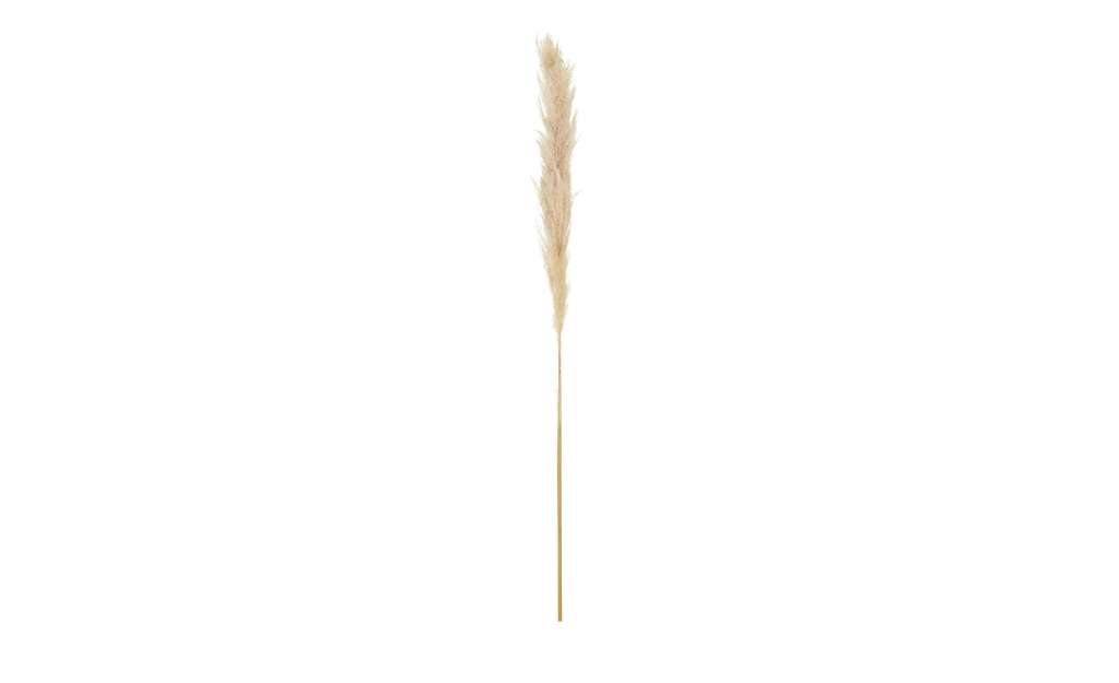 Pampasgraswedel ¦ beige ¦ Naturprodukte Dekoration > Kunstblumen - Höffner