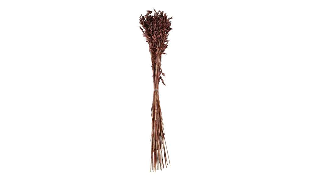 ASA SELECTION Trockenblumen ¦ braun ¦ Naturprodukte Dekoration > Kunstblumen - Höffner