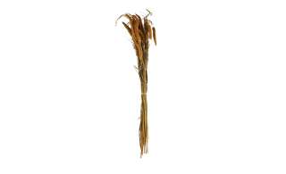 ASA SELECTION Trockenblumen  Setarea ¦ braun ¦ Naturprodukte Dekoration > Kunstblumen - Höffner