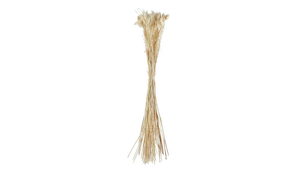 ASA SELECTION Trockenblumen ¦ creme ¦ Naturprodukte Dekoration > Kunstblumen - Höffner